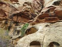Cohab Canyon &ndash; &copy; Jürgen Schmeißer (Eberhardt TRAVEL)