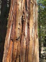 Sequoia-Stamm &ndash; &copy; Jürgen Schmeißer (Eberhardt TRAVEL)