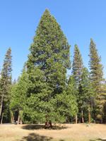 Sequoia &ndash; &copy; Jürgen Schmeißer (Eberhardt TRAVEL)