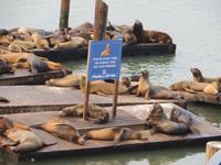 Pier 39 &ndash; &copy; Jürgen Schmeißer (Eberhardt TRAVEL)