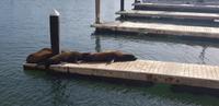 Spaziergang an der Fishermans Wharf/Pier39 in San Francisco &ndash; &copy; Jacob Spangenberg (Eberhardt TRAVEL)