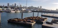Spaziergang an der Fishermans Wharf/Pier39 in San Francisco &ndash; &copy; Jacob Spangenberg (Eberhardt TRAVEL)