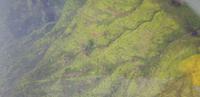 Kauai - Helikopter Rundflug &ndash; &copy; Jacob Spangenberg (Eberhardt TRAVEL)