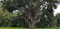 Inselrundfahrt - Big Island  &ndash; &copy; Jacob Spangenberg (Eberhardt TRAVEL)