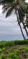 Maui - Hotel Royal Lahaina Resort &ndash; &copy; Jacob Spangenberg (Eberhardt TRAVEL)