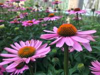 High Line Park &ndash; &copy; Madlena Voigt (Eberhardt TRAVEL)