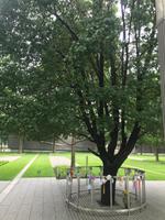 Survivor tree &ndash; &copy; Madlena Voigt (Eberhardt TRAVEL)