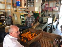 Sanford - Red Hill Groves &ndash; &copy; Ralf Mehnert (Eberhardt TRAVEL)