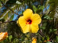 gelber Hibiskus, Hawaiis Staatsblume &ndash; &copy; Anna Stiebing (Eberhardt TRAVEL)