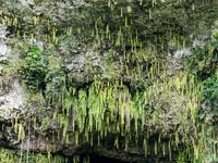 Farngrotte Kauai &ndash; &copy; Anna Stiebing (Eberhardt TRAVEL)