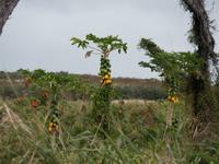 Papaya &ndash; &copy; Anna Stiebing (Eberhardt TRAVEL)