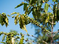 Kaffeebohnen &ndash; &copy; Anna Stiebing (Eberhardt TRAVEL)