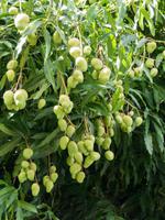 Mango ohne Ende &ndash; &copy; Anna Stiebing (Eberhardt TRAVEL)