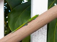Tierwelt Hawaii &ndash; &copy; Anna Stiebing (Eberhardt TRAVEL)
