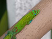 Tierwelt Hawaii