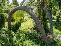 bizarre Palme &ndash; &copy; Anna Stiebing (Eberhardt TRAVEL)