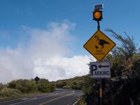 Nene Crossing &ndash; &copy; Anna Stiebing (Eberhardt TRAVEL)