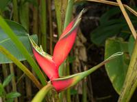 tropische Flora &ndash; &copy; Anna Stiebing (Eberhardt TRAVEL)