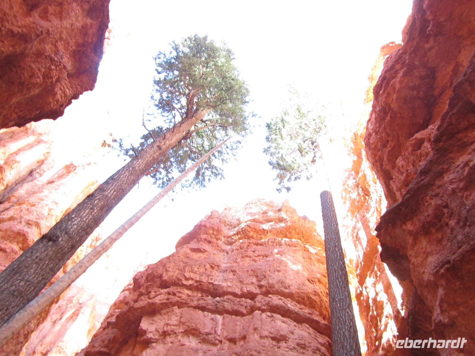 Bryce Canyon  &ndash; &copy; Sandra Braune (Eberhardt TRAVEL)