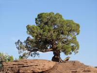 Canyonlands &ndash; &copy; Sandra Braune (Eberhardt TRAVEL)