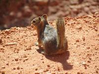 Bryce Canyon  &ndash; &copy; Sandra Braune (Eberhardt TRAVEL)