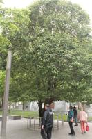 survivor tree &ndash; &copy; Madlena Voigt (Eberhardt TRAVEL)