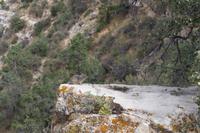 53_Eichhörnchen im Grand Canyon &ndash; &copy; Carina Henn (Eberhardt TRAVEL)