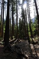 Yosemite Nationalpark &ndash; &copy; Carina Henn (Eberhardt TRAVEL)