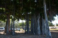 Typischer Banyan Tree in Honolulu &ndash; &copy; Anne Schröder (Eberhardt TRAVEL)