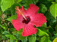 Hibiscus - Nationalblume von Hawaii &ndash; &copy; Anne Schröder (Eberhardt TRAVEL)