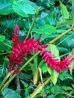 Roter Ginger - Ingwerblüte &ndash; &copy; Anne Schröder (Eberhardt TRAVEL)