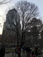 Survivor Tree 