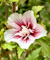 Der Hibiskus blüht in den Parks von Tachkent &ndash; &copy; Simone Willner (Eberhardt TRAVEL)