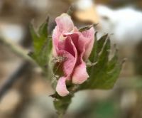 Blüte der Baumwolle &ndash; &copy; Simone Willner (Eberhardt TRAVEL)