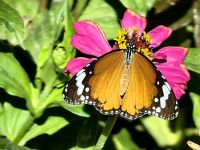 Kleiner Monarch auf einer Zinnie in Buchara &ndash; &copy; Simone Willner (Eberhardt TRAVEL)