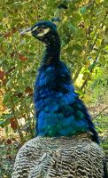 Ein Pfau im Sommerpalast der Khane von Buchara &ndash; &copy; Simone Willner (Eberhardt TRAVEL)