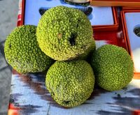 Frucht des Milchorangenbaumes (Maclura pomifera), lindert Gelenkschmerzen &ndash; &copy; Simone Willner (Eberhardt TRAVEL)