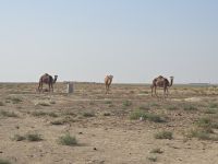 2026_UZB - Wüstenimpressionen &ndash; &copy; Dieter Braune (Eberhardt TRAVEL)