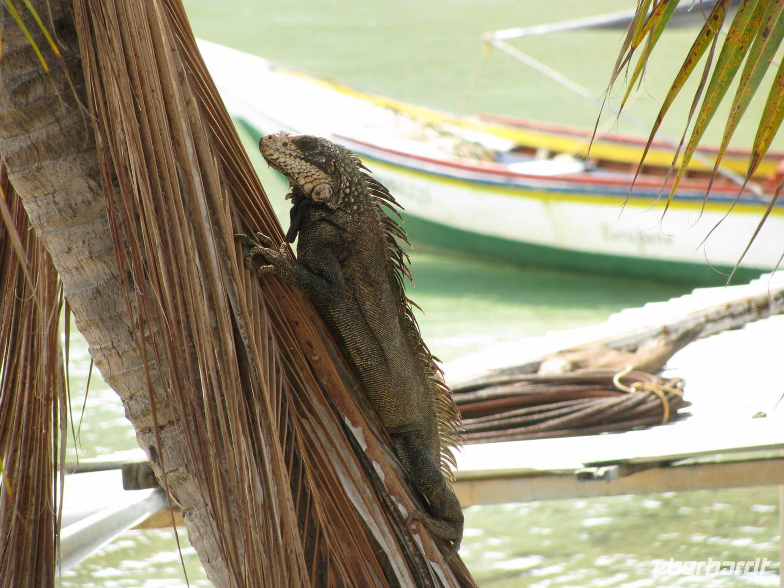 Leguan &ndash; &copy; Julia Grunwald (Eberhardt TRAVEL)