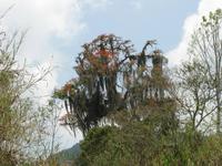 Korallenbaum &ndash; &copy; Julia Grunwald (Eberhardt TRAVEL)