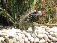 Leguan &ndash; &copy; Julia Grunwald (Eberhardt TRAVEL)
