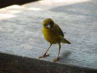 Neugieriger Vogel