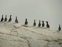 Gelbfußtölpel  &ndash; &copy; Julia Grunwald (Eberhardt TRAVEL)