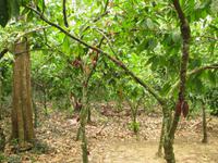Kakaoplantage &ndash; &copy; Julia Grunwald (Eberhardt TRAVEL)