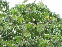Tukan &ndash; &copy; Julia Grunwald (Eberhardt TRAVEL)