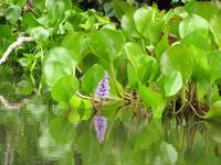 Wasserhyazinthe &ndash; &copy; Julia Grunwald (Eberhardt TRAVEL)