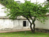 Kalebassenbaum &ndash; &copy; Julia Grunwald (Eberhardt TRAVEL)