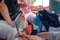 Piranha-Angeln &ndash; &copy; Peggy Petzold (Eberhardt TRAVEL)