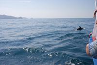 Delfine &ndash; &copy; Peggy Petzold (Eberhardt TRAVEL)