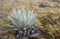 Frailejones &ndash; &copy; Nicole Hickmann (Eberhardt TRAVEL)